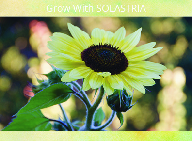 grow-with-solastria